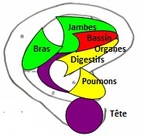 Schéma général des zones réflexes de l'oreille